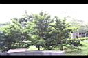 蘭嶼羅漢松02.jpg