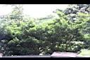 蘭嶼羅漢松03.jpg
