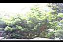蘭嶼羅漢松04.jpg