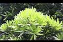 蘭嶼羅漢松05.jpg