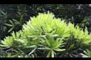 蘭嶼羅漢松06.jpg