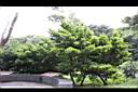 蘭嶼羅漢松07.jpg