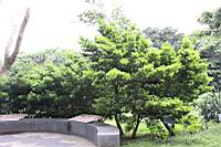 蘭嶼羅漢松08.jpg
