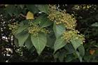 蘭嶼蘋婆-花08.JPG