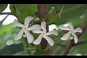 蘭嶼馬蹄花-花04.JPG