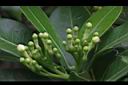 蘭嶼馬蹄花-花苞00.JPG