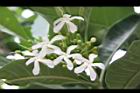 蘭嶼馬蹄花-花06.JPG