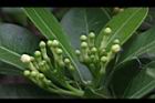 蘭嶼馬蹄花-花苞01.JPG