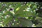 蘭嶼馬蹄花-葉00.JPG