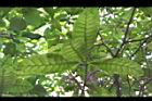 蘭嶼馬蹄花-葉02.JPG