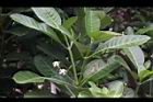 蘭嶼馬蹄花-葉序02.JPG
