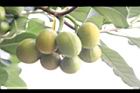 蘭嶼馬蹄花-青實01.JPG