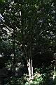 蘭嶼馬蹄花05.JPG