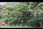 蘭嶼馬蹄花12.JPG