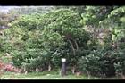 蘭嶼馬蹄花13.JPG