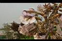 泡桐-花04.JPG