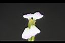 蘿蔔-花蕊06.JPG