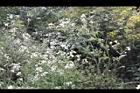 蘿蔔-花00.JPG
