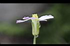蘿蔔-花蕊10.JPG