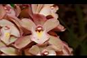 虎頭蘭-花01.JPG