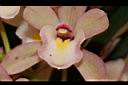 虎頭蘭-花07.JPG