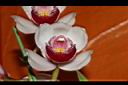 虎頭蘭-花21.JPG