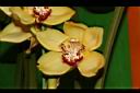 虎頭蘭-花29.JPG
