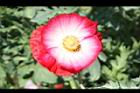 虞美人-紅白02.JPG