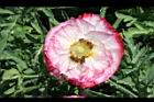 虞美人-紅邊05.JPG