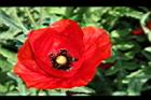 虞美人-艷紅05.JPG