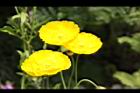 虞美人-花05.JPG