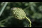 虞美人-花苞00.JPG
