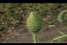 虞美人-花苞01.JPG