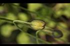 虞美人-花苞04.JPG