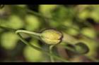 虞美人-花苞05.JPG