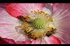 虞美人-花蕊04.JPG