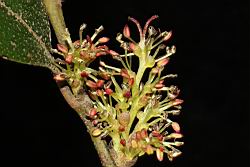 蚊母樹-花05.JPG