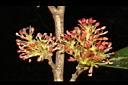 蚊母樹-花03.JPG