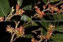蚊母樹-花1.jpg