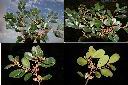 蚊母樹-花序1.jpg