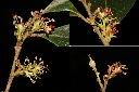 蚊母樹-雌花1.jpg