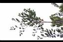 蚊母樹02.JPG