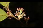 蚊母樹-花18.JPG