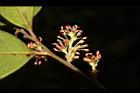 蚊母樹-花19.JPG