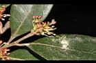 蚊母樹-花20.JPG
