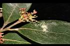 蚊母樹-花21.JPG