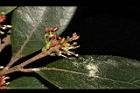 蚊母樹-花22.JPG