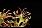 蚊母樹-花28.JPG
