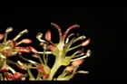 蚊母樹-花29.JPG