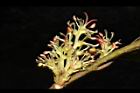 蚊母樹-花36.JPG